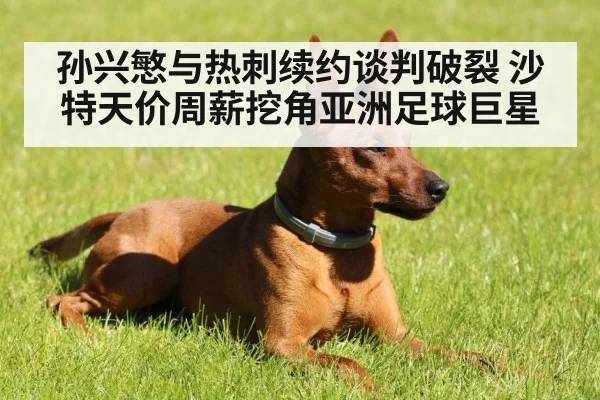 孙兴慜与热刺续约谈判破裂 沙特天价周薪挖角亚洲足球巨星